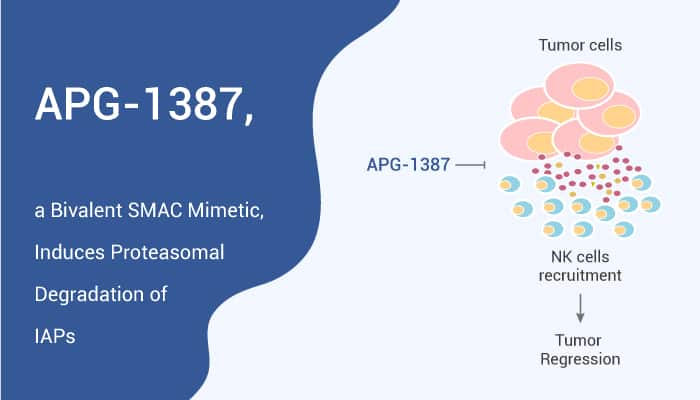 APG-1387, a Bivalent SMAC Mimetic, Induces Proteasomal Degradation of IAPs