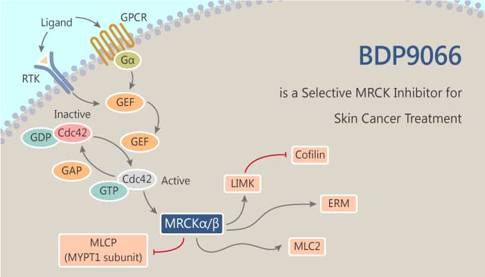 BDP9066 is a Selective MRCK Inhibitor for Skin Cancer Treatment