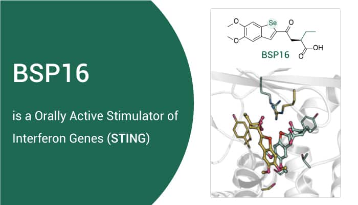 BSP16 is an Orally Active Stimulator of Interferon Genes (STING)