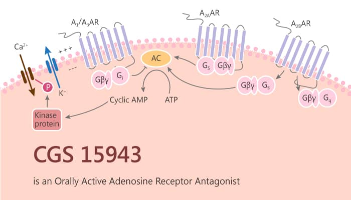 CGS 15943 is an Orally Active Adenosine Receptor Antagonist