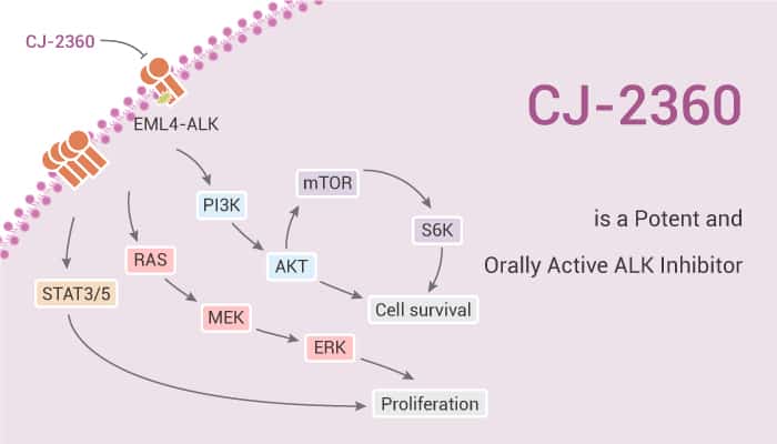 CJ-2360 is a Potent and Orally Active ALK Inhibitor