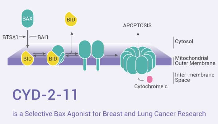 CYD-2-11 is a Selective Bax Agonist for Breast and Lung Cancer Research