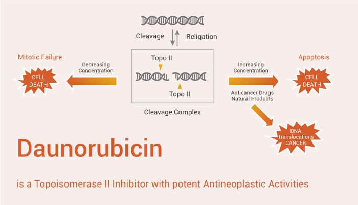 Daunorubicin is a Topoisomerase II Inhibitor with potent Antineoplastic Activities