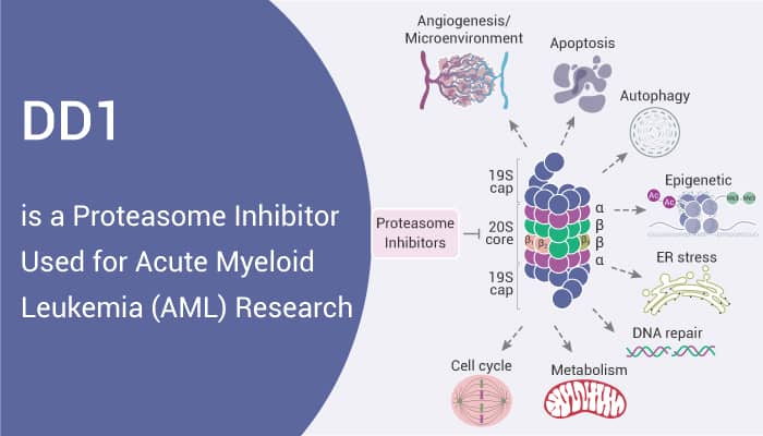 DD1 is a Proteasome Inhibitor Used for Acute Myeloid Leukemia (AML) Research