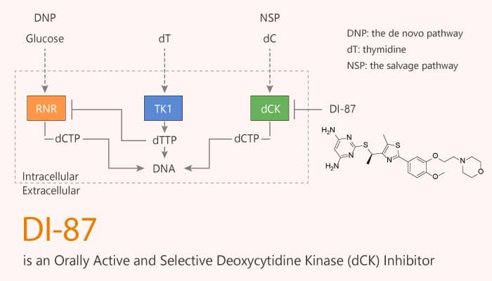 DI-87 is an Orally Active and Selective Deoxycytidine Kinase (dCK) Inhibitor
