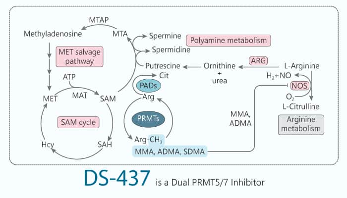 DS-437 is a Dual PRMT5/7 Inhibitor