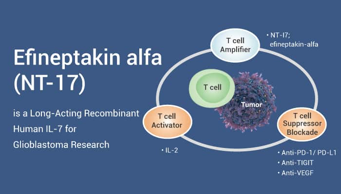 Efineptakin alfa (NT-17) is a Long-Acting Recombinant Human IL-7 for Glioblastoma Research