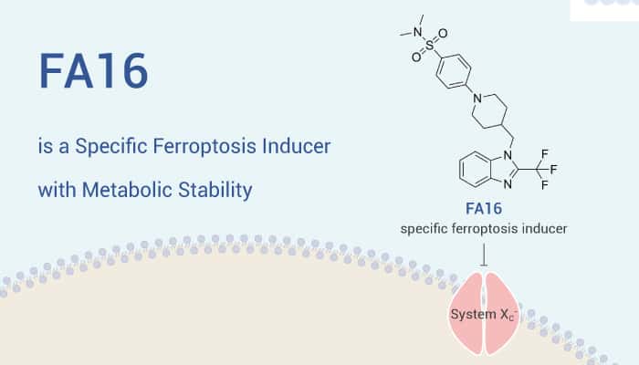 FA16 is a Specific Ferroptosis Inducer with Metabolic Stability
