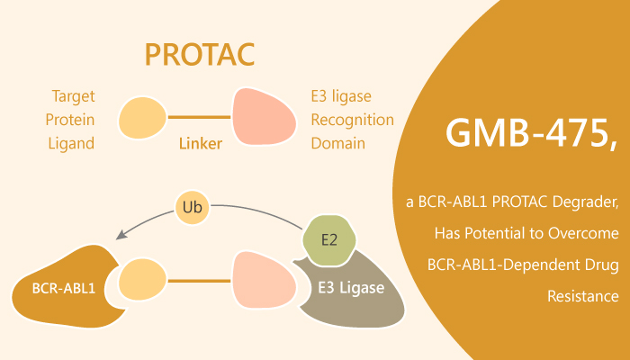 GMB-475, a BCR-ABL1 Inhibitor Based on PROTAC, Has Potential to Overcome BCR-ABL1-Dependent Drug Resistance