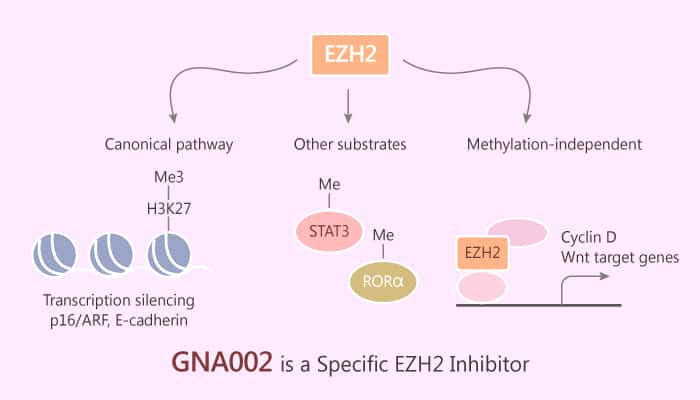 GNA002, a Specific EZH2 Inhibitor, Suppresses H3K27Me3 and Effectively Reactivates PRC2-Silenced Tumor Suppressor Genes