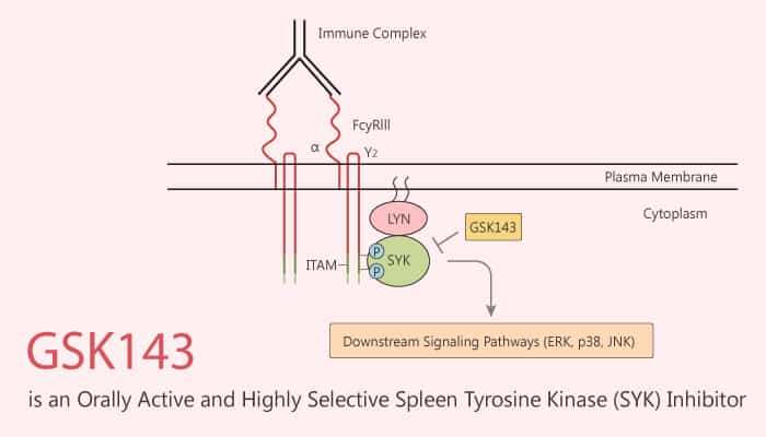 GSK143 is an Orally Active and Highly Selective Spleen Tyrosine Kinase (SYK) Inhibitor