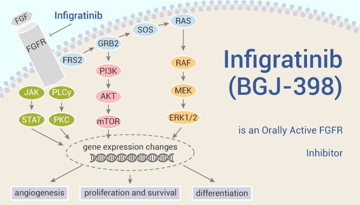 Infigratinib (BGJ-398) is an Orally Active FGFR Inhibitor