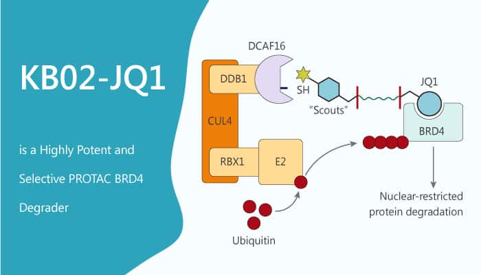 KB02-JQ1 is a Highly Potent and Selective PROTAC BRD4 Degrader