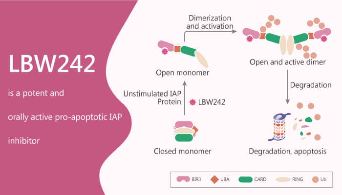 LBW242 is a Potent and Orally Active Proapoptotic IAP Inhibitor