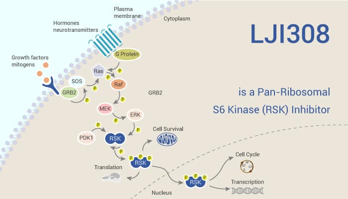 LJI308 is a Pan-Ribosomal S6 Kinase (RSK) Inhibitor