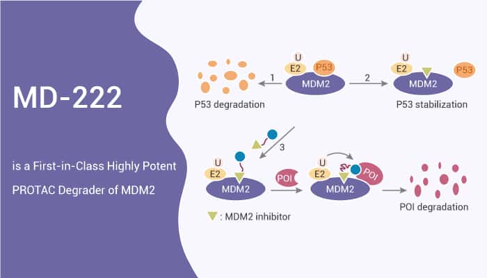 MD-222 is a First-in-Class Highly Potent PROTAC Degrader of MDM2