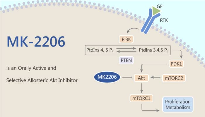 MK-2206 is an Orally Active and Selective Allosteric Akt Inhibitor