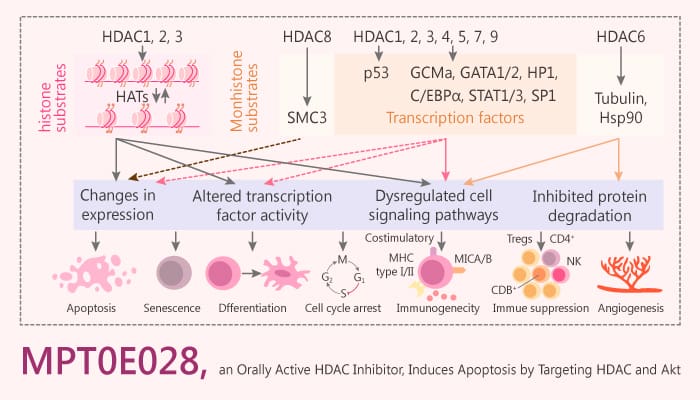 MPT0E028, an Orally Active HDAC Inhibitor, Induces Apoptosis by Targeting HDAC and Akt