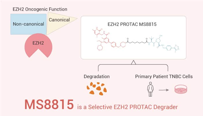 MS8815 is a EZH2 PROTAC Degrader for Targeting Triple-Negative Breast Cancer (TNBC)