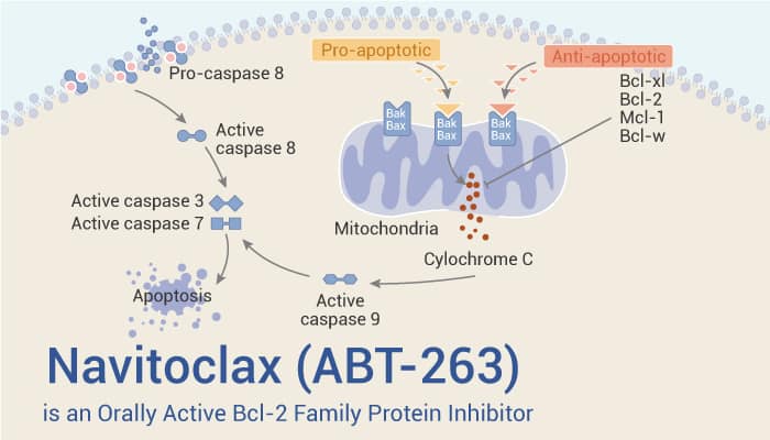 Navitoclax (ABT-263) is an Orally Active Bcl-2 Inhibitor for Chronic Lymphocytic Leukemia Research