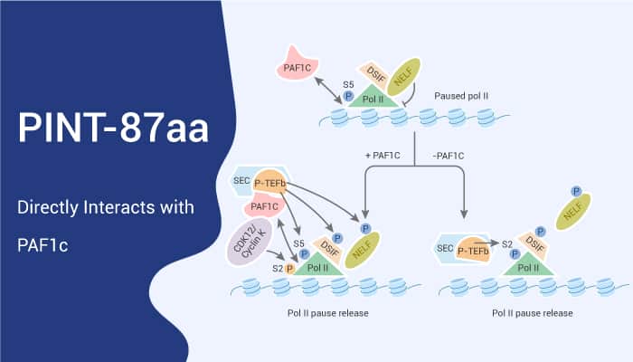 PINT87aa, a Potential Tumor-Suppressive Peptide, Directly Interacts with the PAF1 Complex