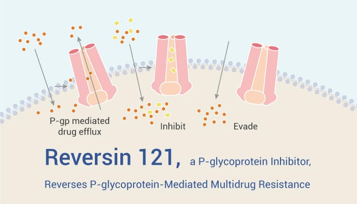 Reversin 121, a P-glycoprotein Inhibitor, Reverses P-glycoprotein-Mediated Multidrug Resistance