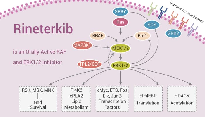 Rineterkib is an Orally Active RAF and ERK1/2 Inhibitor