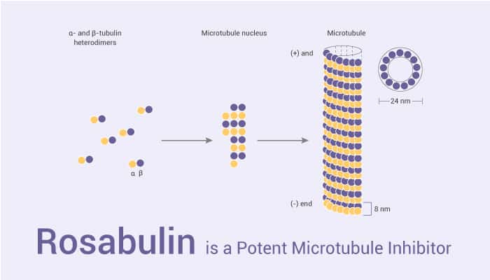 Rosabulin is a Potent Microtubule Inhibitor