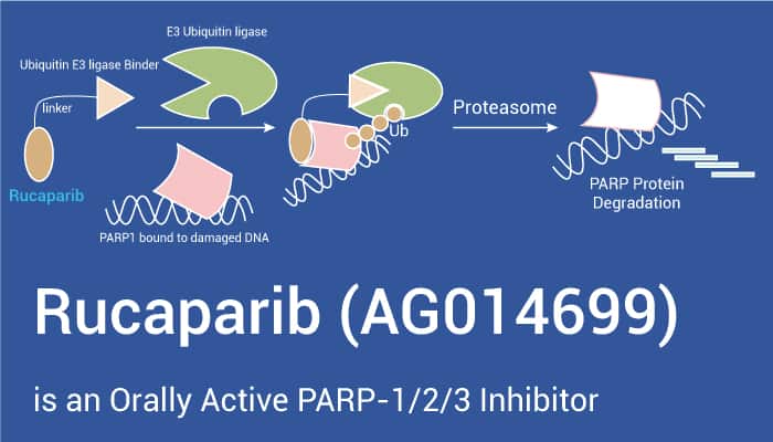 Rucaparib (AG014699) is an Orally Active PARP-1/2/3 Inhibitor