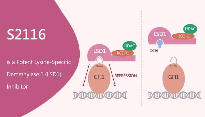 S2116 is a Potent Lysine-Specific Demethylase 1 (LSD1) Inhibitor