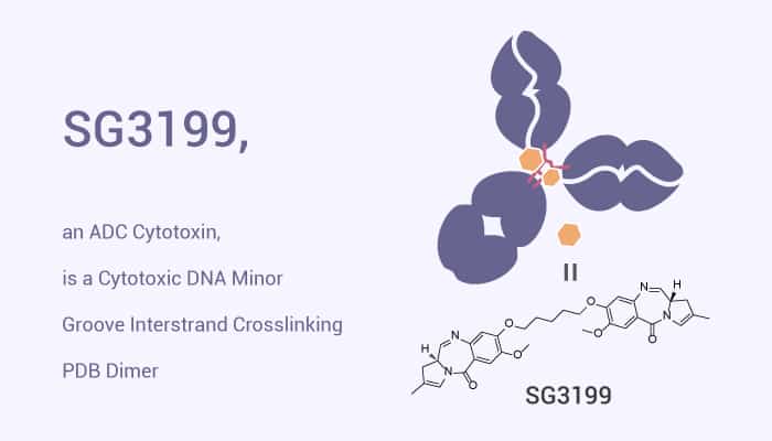 SG3199, an ADC Cytotoxin, is a Cytotoxic DNA Minor Groove Interstrand Crosslinking PDB Dimer