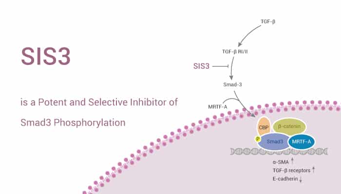 SIS3 is a Potent and Selective Inhibitor of Smad3 Phosphorylation