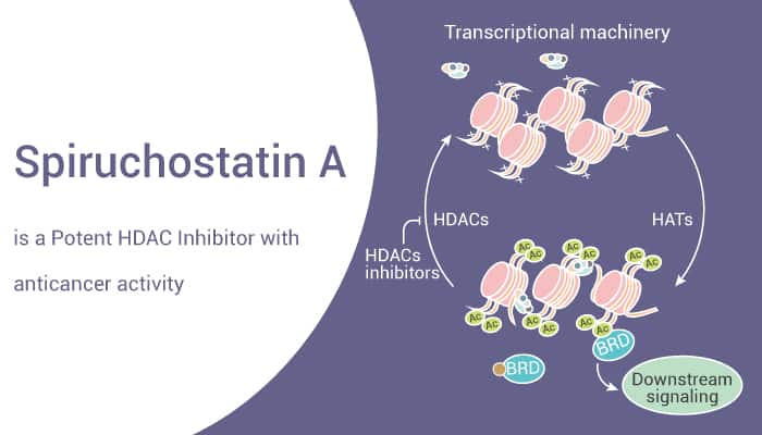 Spiruchostatin A is a Potent HDAC Inhibitor with anticancer activity