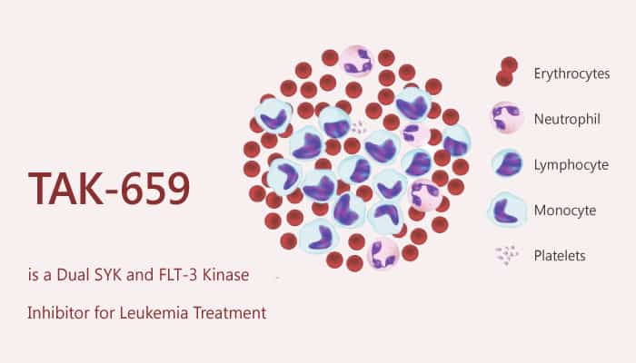 TAK-659 is a Dual SYK and FLT-3 Kinase Inhibitor for Leukemia Treatment