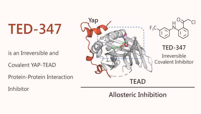 TED-347 is an Irreversible and Covalent YAP-TEAD Protein-Protein Interaction Inhibitor