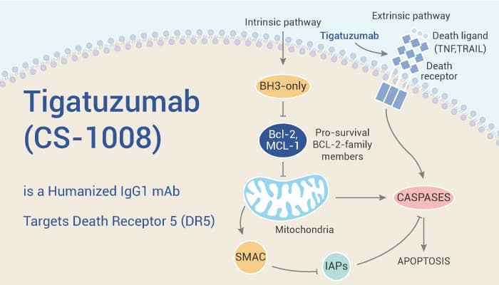 Tigatuzumab (CS-1008) is a Humanized Death Receptor 5 (DR5) IgG1 mAb