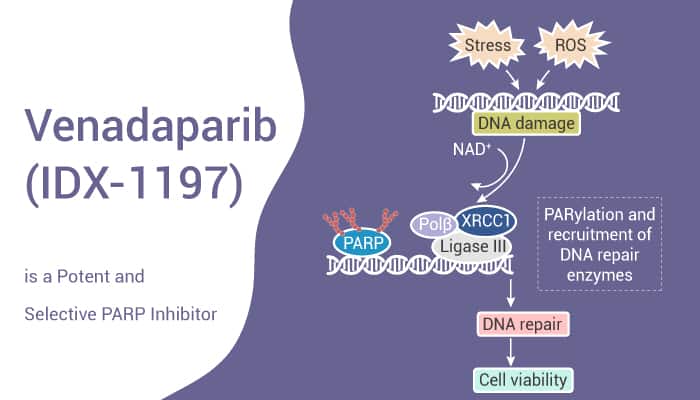 Venadaparib (IDX-1197) is a Potent and Selective PARP Inhibitor