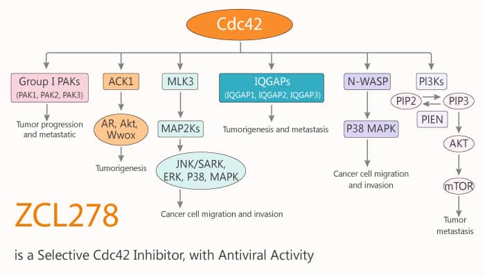 ZCL278 is a Selective Cdc42 Inhibitor, with Antiviral Activity