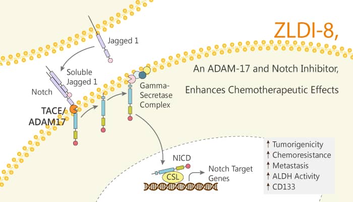 ZLDI-8, an ADAM-17 and Notch Inhibitor, Enhances Chemotherapeutic Effects