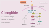 Cilengitide is a Selective Integrin Inhibitor for αvβ3 and αvβ5 Receptor