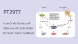 PT2977 is an Orally Active and Selective HIF-2α Inhibitor for Solid Tumor Treatment