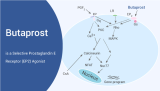 Butaprost is a Selective Prostaglandin E Receptor (EP2) Agonist