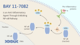 BAY 11-7082 Induces Apoptosis in Myeloma Cells Through Inhibiting NF-κB Pathway