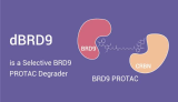 dBRD9 is a PROTAC and can Selective Degrades BRD9
