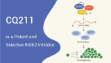 CQ211 is a Potent and Selective RIOK2 Inhibitor