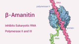 β-Amanitin is a cyclic peptide toxin, inhibits eukaryotic RNA polymerase II and III and protein synthesis.