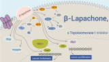 β-Lapachone, a Naturally Occurring O-naphthoquinone, is a Topoisomerase I Inhibitor