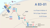 A 83-01 is a Potent Inhibitor of TGF-β Type I Receptor ALK5 Kinase