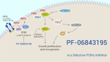 PF-06843195 is a Selective PI3Kα Inhibitor