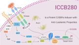 ICCB280 is a Potent C/EBPα Inducer with Anti-Leukemic Properties